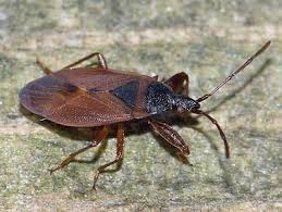 Attēlu rezultāti vaicājumam “Lygaeidae”