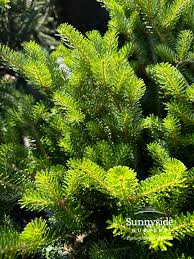 Attēlu rezultāti vaicājumam “Abies”