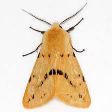 Attēlu rezultāti vaicājumam “Spilosoma lutea”