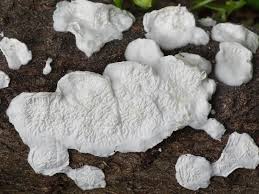 Attēlu rezultāti vaicājumam “Plicatura nivea”