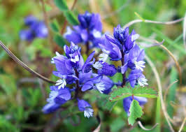Attēlu rezultāti vaicājumam “Polygala vulgaris flower”