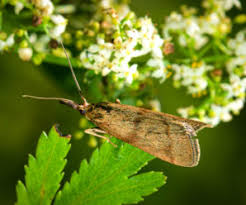 Attēlu rezultāti vaicājumam “Hypochalcia ahenella”