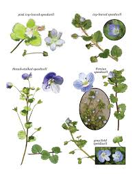 Attēlu rezultāti vaicājumam “Veronica arvensis flower”