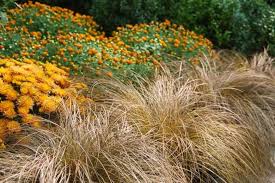 Attēlu rezultāti vaicājumam “Carex globularis flower”