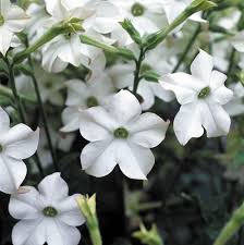 Image result for Nicotiana x sanderae `Perfume`F1