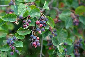 Attēlu rezultāti vaicājumam “Amelanchier spicata fruit”