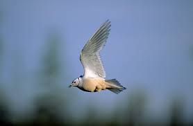 Image result for Rhodostethia rosea