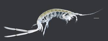 Attēlu rezultāti vaicājumam “Amphipoda”