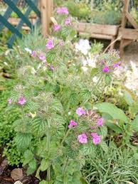 Attēlu rezultāti vaicājumam “Clinopodium vulgare fruit”