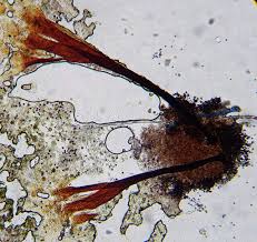 Attēlu rezultāti vaicājumam “Comatricha tenerrima stalked”