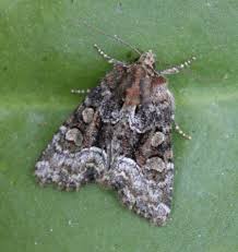 Attēlu rezultāti vaicājumam “Oligia sp.”