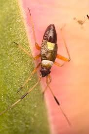 Attēlu rezultāti vaicājumam “Closterotomus biclavatus”