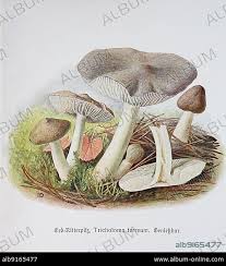 Attēlu rezultāti vaicājumam “Tricholoma album”