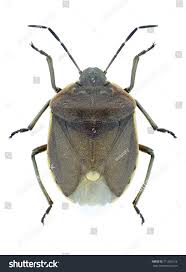 Attēlu rezultāti vaicājumam “Chlorochroa pinicola”