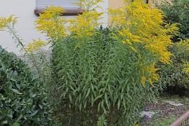 Attēlu rezultāti vaicājumam “Solidago canadensis”
