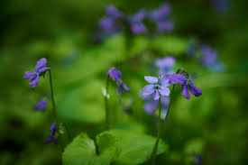 Attēlu rezultāti vaicājumam “Siphoptychium violaceum”