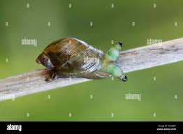 Attēlu rezultāti vaicājumam “Leucochloridium paradoxum”