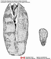 Attēlu rezultāti vaicājumam “Lythrum salicaria fruit”