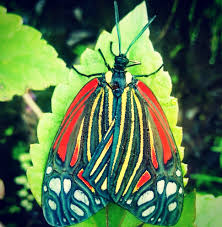 Attēlu rezultāti vaicājumam “Zygaenidae”