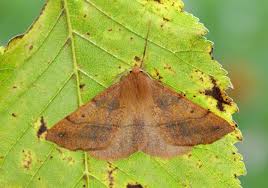 Attēlu rezultāti vaicājumam “Colostygia pectinataria male”