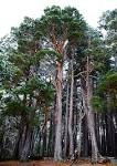 <b>Pinus sylvestris</b> Nethybridge