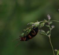Attēlu rezultāti vaicājumam “Diachromus germanus”