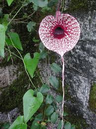 Attēlu rezultāti vaicājumam “Aristolochiaceae”