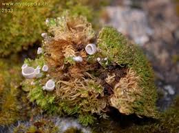 Attēlu rezultāti vaicājumam “Rimbachia neckerae”