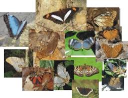 Attēlu rezultāti vaicājumam “Nymphalidae”