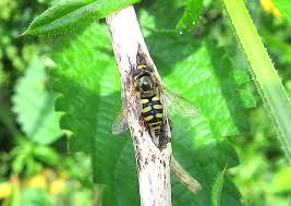 Attēlu rezultāti vaicājumam “Eupeodes nielseni”