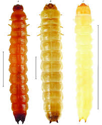 Attēlu rezultāti vaicājumam “Zopheridae”