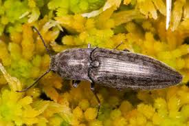 Attēlu rezultāti vaicājumam “Actenicerus sjaelandicus”