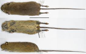 Attēlu rezultāti vaicājumam “Cricetidae”