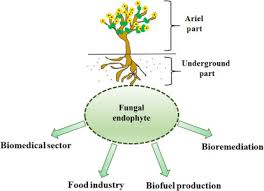 Attēlu rezultāti vaicājumam “Didymium annulisporum sessile”