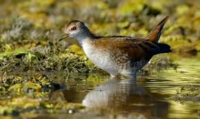 Image result for Porzana parva