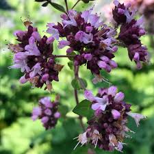 Image result for Origanum vulgare