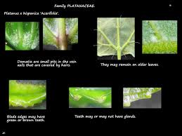 Attēlu rezultāti vaicājumam “Platanus x hispanica (syn. Platanus x acerifolia) leaf”