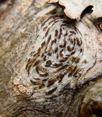 Attēlu rezultāti vaicājumam “Xylographa paralella”