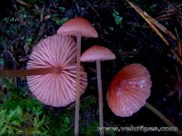 Attēlu rezultāti vaicājumam “Mycena rosella”