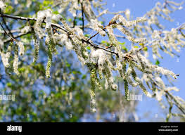 Attēlu rezultāti vaicājumam “Populus tremula”