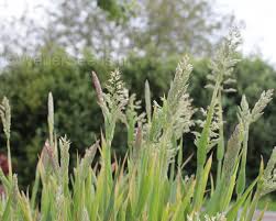 Attēlu rezultāti vaicājumam “Holcus lanatus  flower”