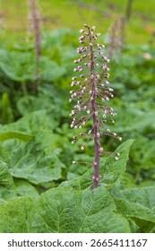 Attēlu rezultāti vaicājumam “Petasites hybridus”