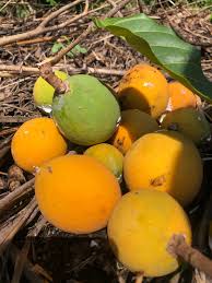 Attēlu rezultāti vaicājumam “Saxifraga cymbalaria fruit”