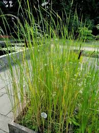 Image result for Rohrkolben