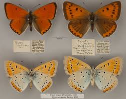 Attēlu rezultāti vaicājumam “Lycaena dispar”