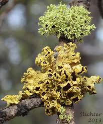 Attēlu rezultāti vaicājumam “Tuckermannopsis chlorophylla”