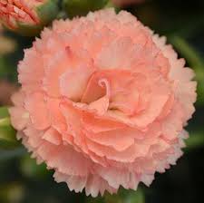 Image result for Dianthus