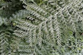 Attēlu rezultāti vaicājumam “Didymium difforme macro”