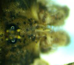 Attēlu rezultāti vaicājumam “Lophopilio palpinalis”