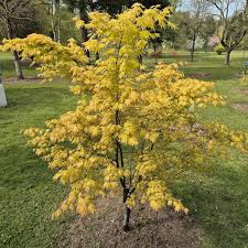 Image result for Acer palmatum `Orange Dream`